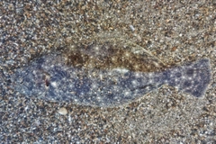 ソゲの釣果