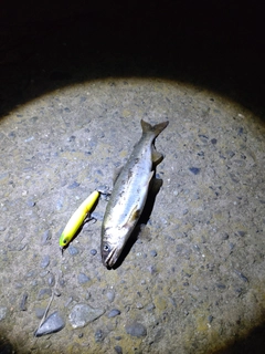 アユの釣果