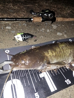 ナマズの釣果