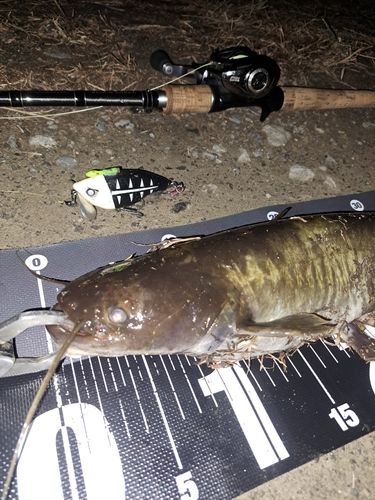 ナマズの釣果
