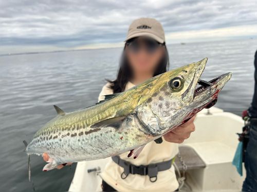 サワラの釣果