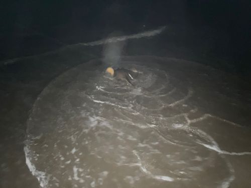 アカエイの釣果