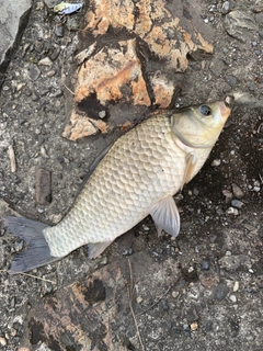 コイの釣果