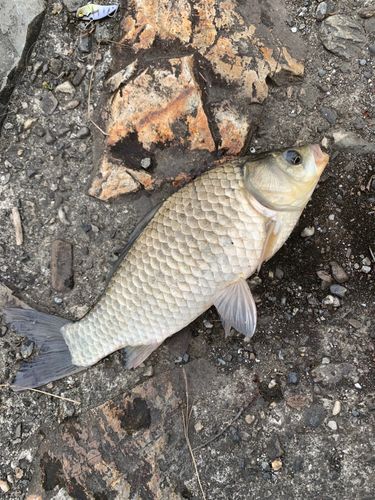 コイの釣果