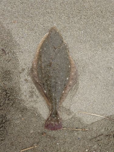 七北田川河口