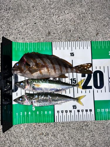 小名浜港市場前