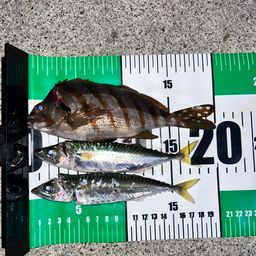 タカノハダイ