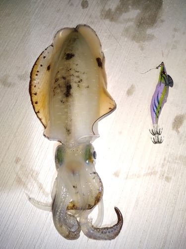 アオリイカの釣果
