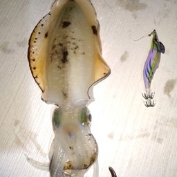 アオリイカ
