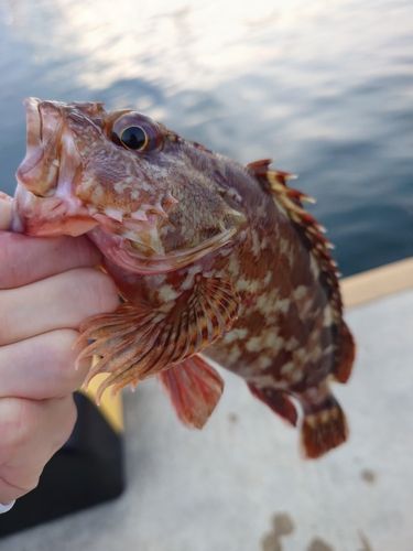 カサゴの釣果