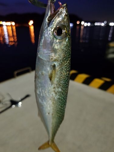 サバの釣果