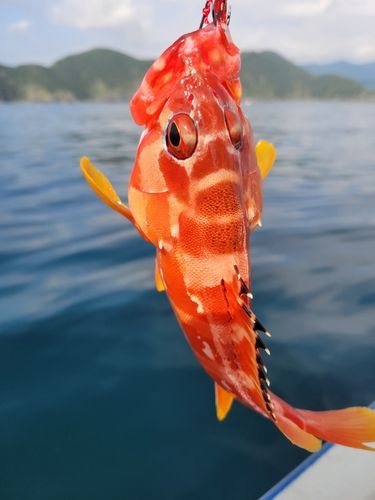 佐伯湾