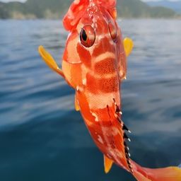 アカハタ