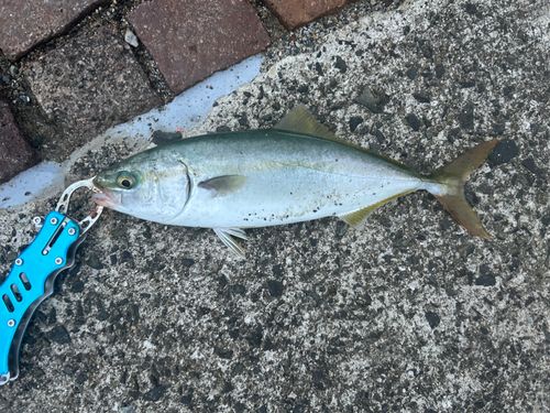 ヤズの釣果