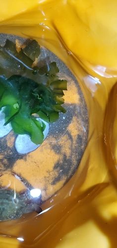 カレイの釣果