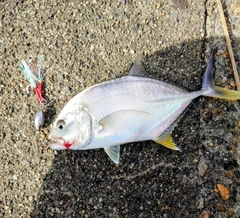 メッキの釣果