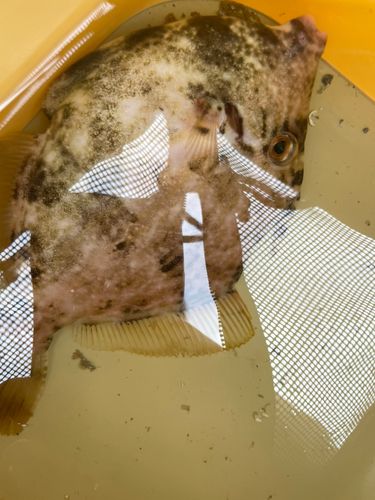 カワハギの釣果