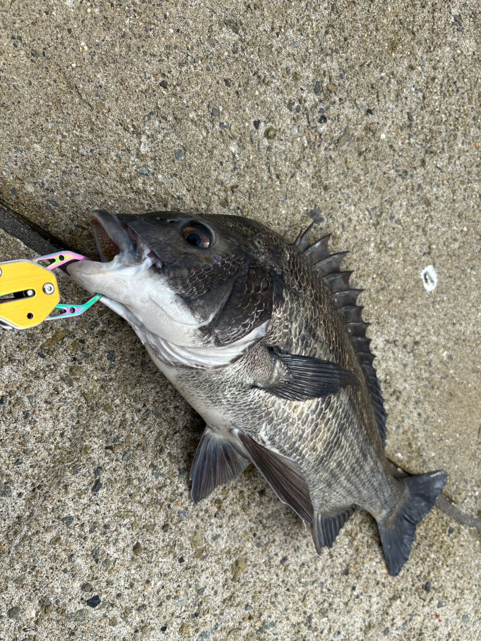 SHIMANO 23ディアルーナ B86MLの最安値・インプレ・釣果 | 本音