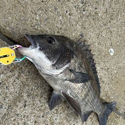 クロダイ