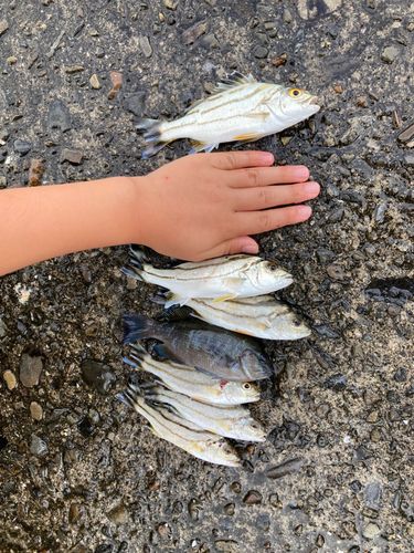 コトヒキの釣果