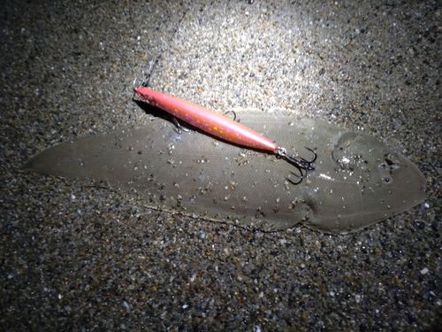 シタビラメの釣果