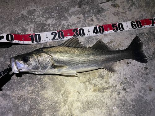 シーバスの釣果
