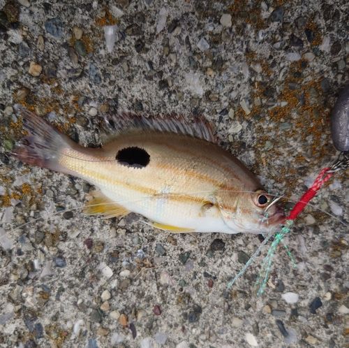 クロホシフエダイの釣果