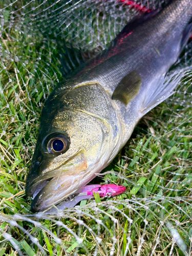 フッコ（マルスズキ）の釣果