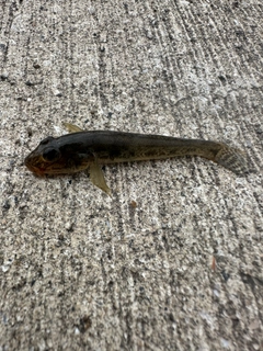 ハゼの釣果