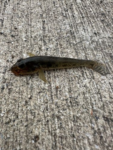 ハゼの釣果
