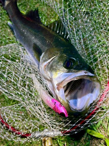 フッコ（マルスズキ）の釣果