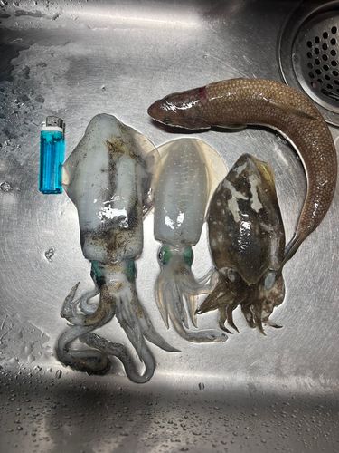 アオリイカの釣果