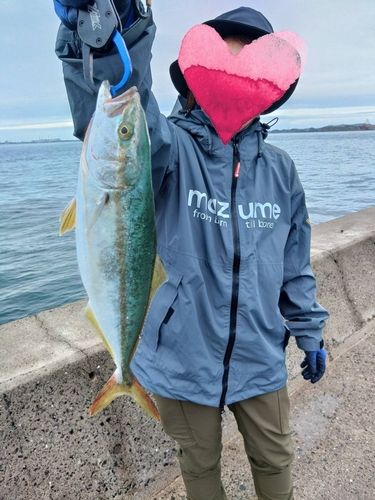 ワカシの釣果