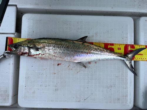 サワラの釣果