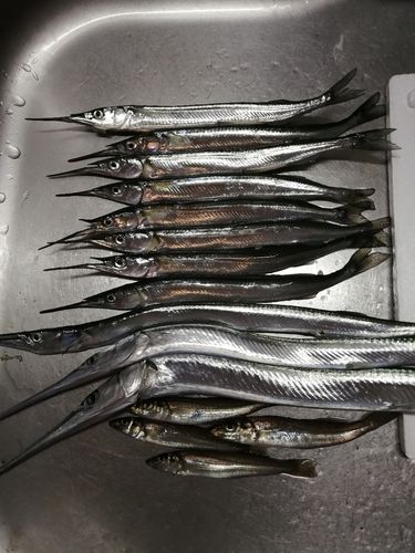 サヨリの釣果