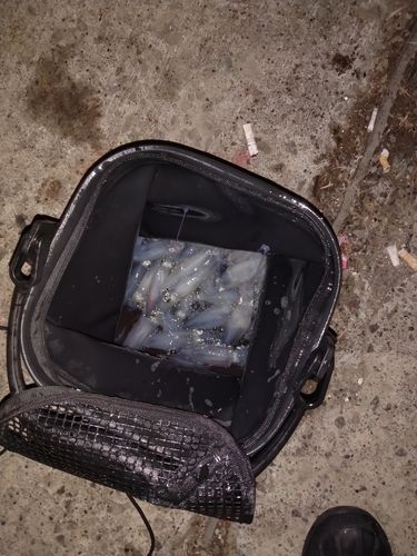 マメイカの釣果