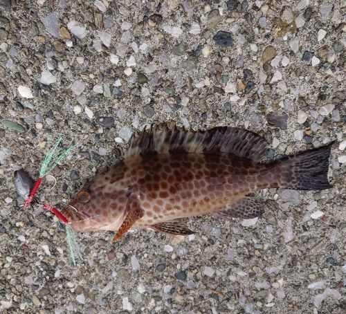 オオモンハタの釣果