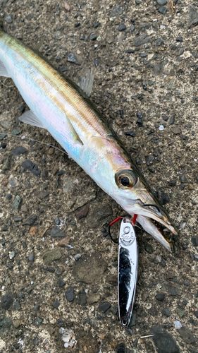 アカカマスの釣果