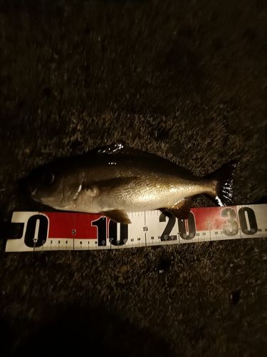 イサキの釣果