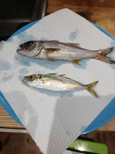 ムツの釣果