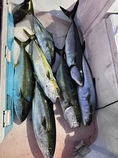 ヒラマサの釣果