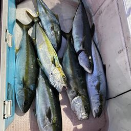 ヒラマサ