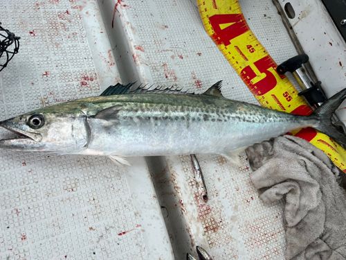 サゴシの釣果