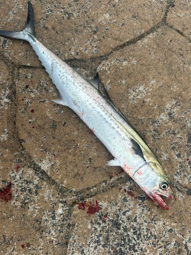 サゴシの釣果