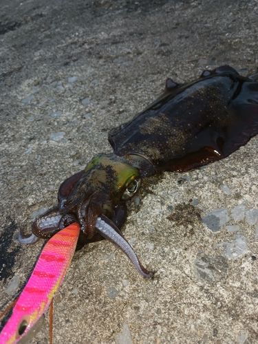 アオリイカの釣果