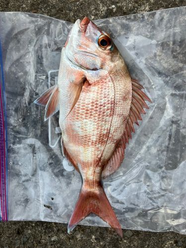 タイの釣果