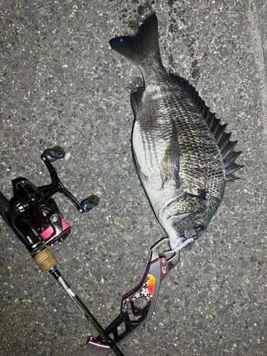 チヌの釣果