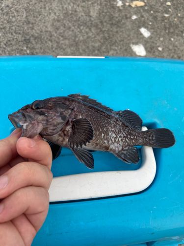 クロソイの釣果