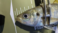 マアジの釣果