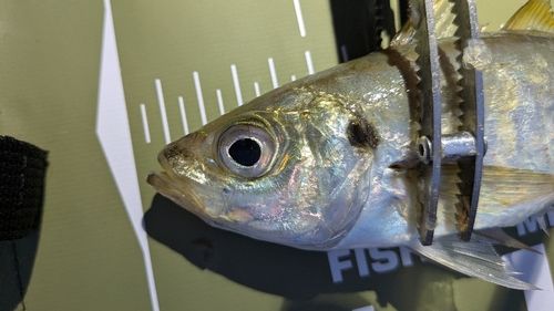 マアジの釣果